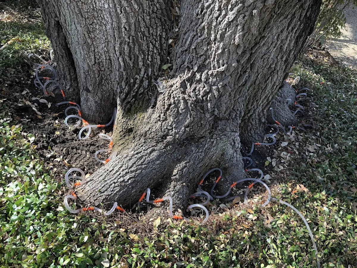Detailed Shrub and Hedge Trimming job site in Rumsey
