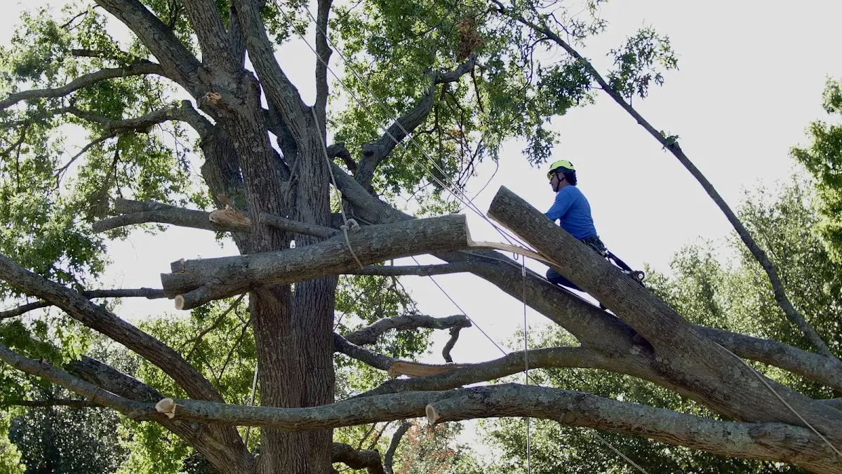 Professional Hazardous Tree Removal performed by certified arborists in Rumsey