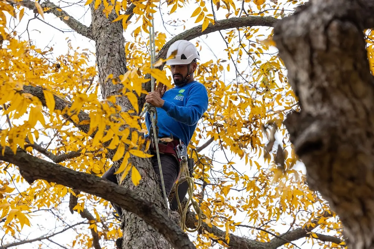 Skilled Tree Trimming crew working in Rumsey